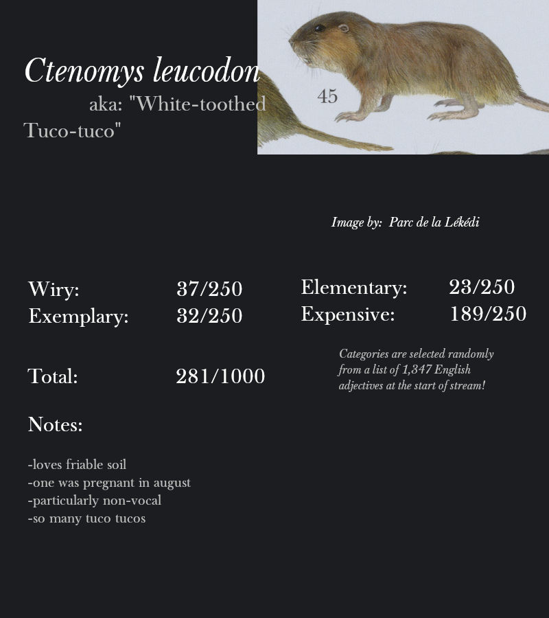 Ctenomys leucodon